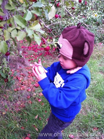 Where to pick apples near Omaha - Go to DItmars Orchard in Council Bluffs, Iowa 