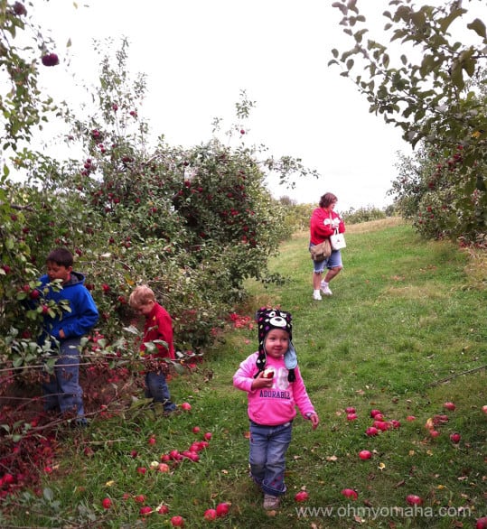 Where to pick apples near Omaha - Go to DItmars Orchard in Council Bluffs, Iowa 