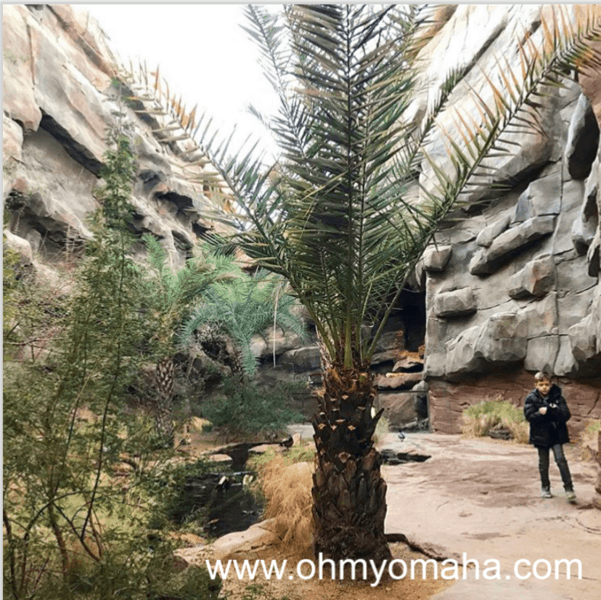 Head to the Desert Dome at Omaha's Zoo during the winter.