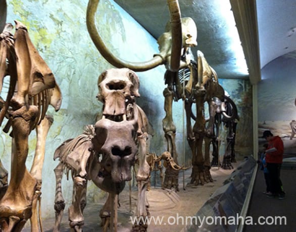 The hall of mammoths at Morrill Hall on the campus of the University of Nebraska-Lincoln.