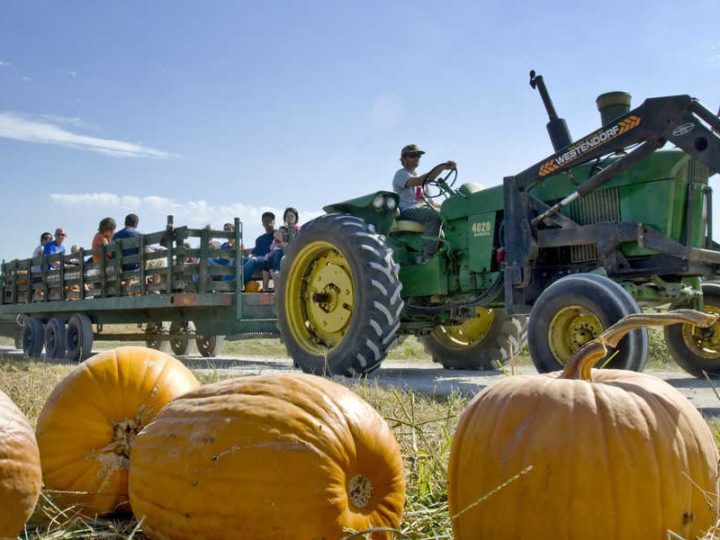 Image for Bellevue Berry & Pumpkin Ranch