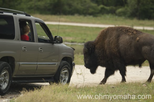 Reason #1 you want to keep your speed in check at the Wildlife Safari in Nebraska.
