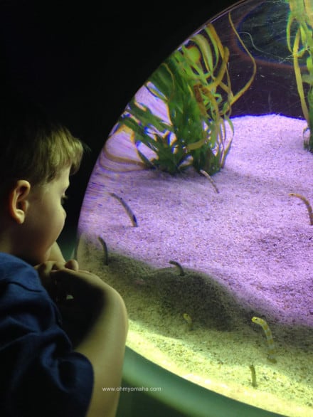 Things to do at The Florida Aquarium - Look for the garden eels.