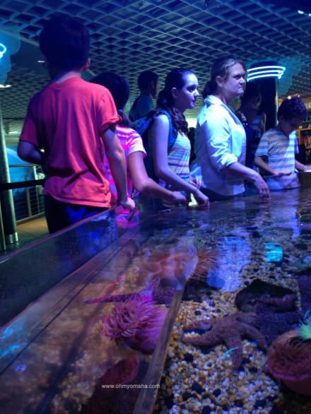 Tips for visiting The Florida Aquarium - The No Bone Zone has touch tank to touch urchin and other creatures without a backbone.