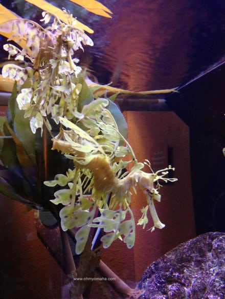 Things to see at The Florida Aquarium - The Coral Reefs area, featuring sea dragons from Australia and their seahorse cousins.