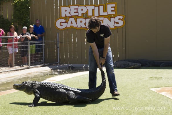 After watching the Alligator Show, my son kept asking me if I knew how to wrestle an alligator. Fat chance, sonny boy.