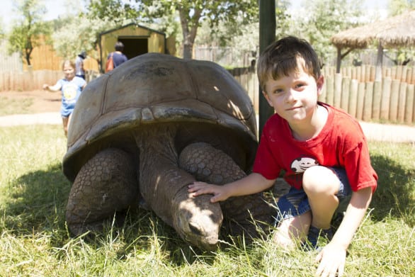 The tortoises roamed free in a fenced-in yard at Reptile Gardens. You could pet them and ask handlers questions.