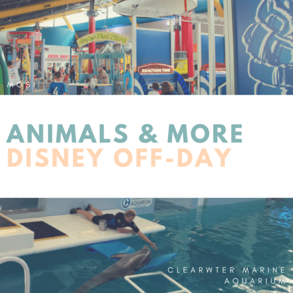 Disney Off-Day - Tips on things to do when you're taking a day off from Disney World. Nearby attractions include MOSI and Clearwater Marine Aquarium (home to Winter!) #Florida #familytravel