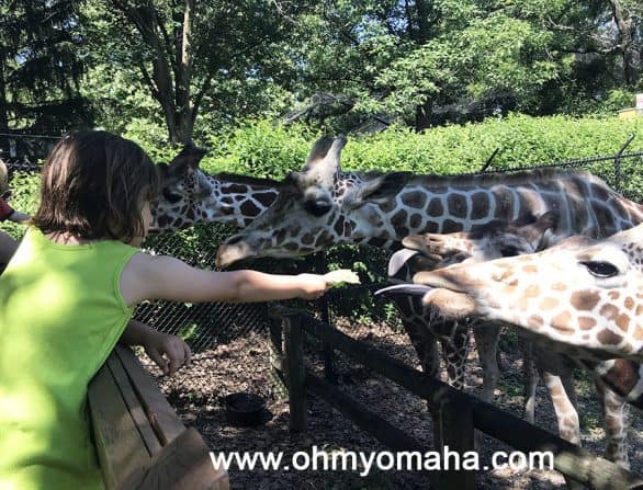 Feeding giraffes at Blank Park Zoo in Des Moines, Iowa