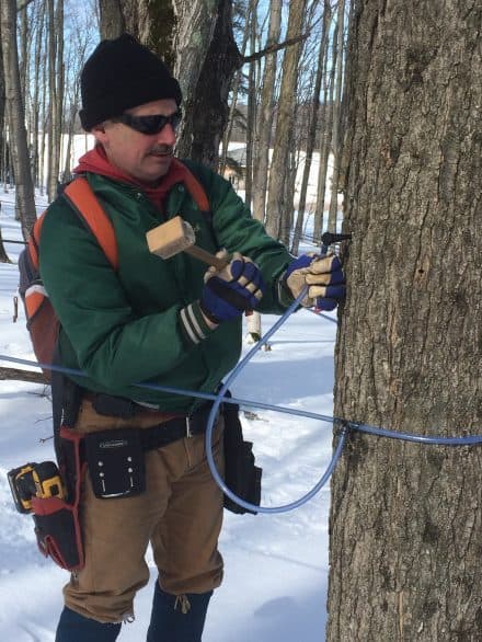 Tapping a maple tree at Maple Moon Sugarbush & Winery in Petoskey, Michigan