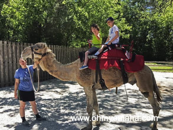 Des Moines Zoo Camel Ride