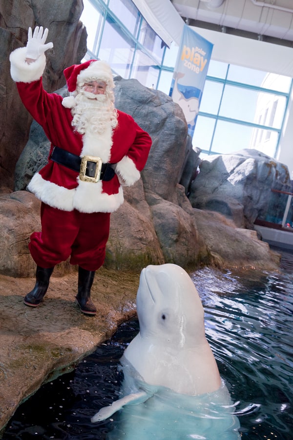 Santa and a beluga whale at Shedd Aquarium