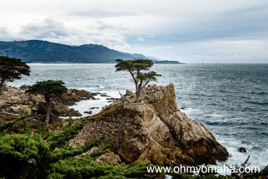 Lone Cypress, a 250-year-old Monterey Cypress Tree found on the 17-Mile Drive in California