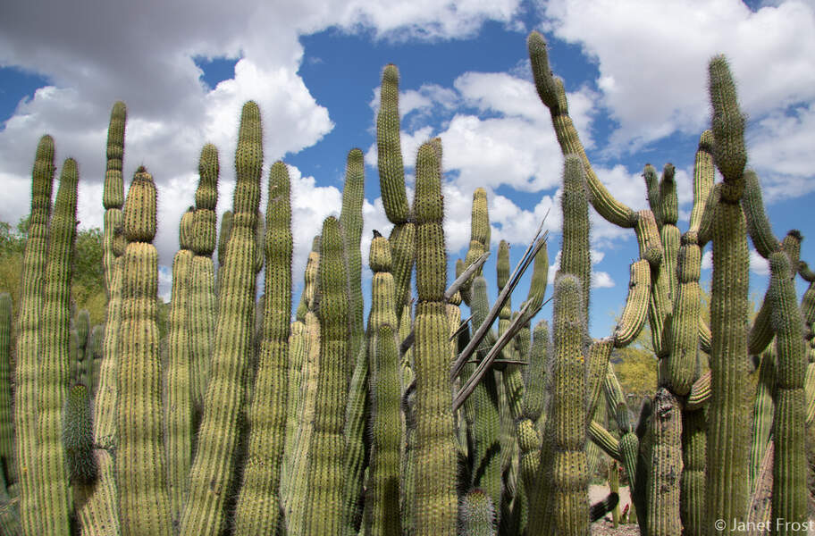 Best outdoor things to do in Tucson with kids - Check out the saguaros at Sagauro National Park, located near downtown Tucson.