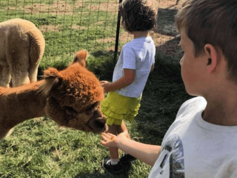 Image for Pet cute farm animals