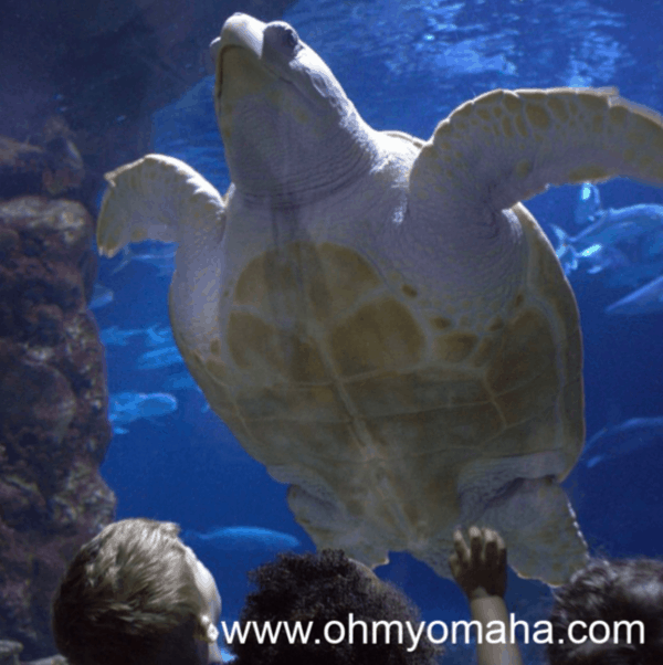 40+ Expert Tips For Visiting Omaha’s Zoo (2024)
