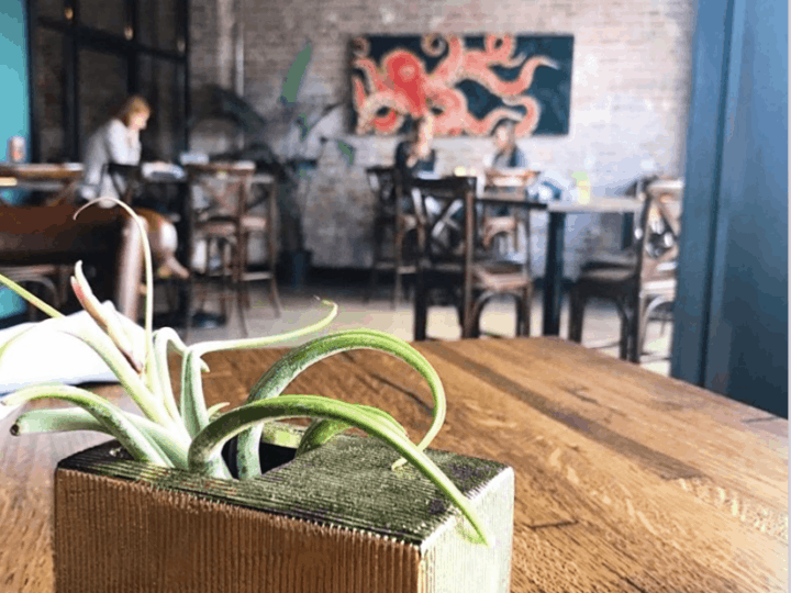 Planted succulent on a table at Stirnella with other tables in the background