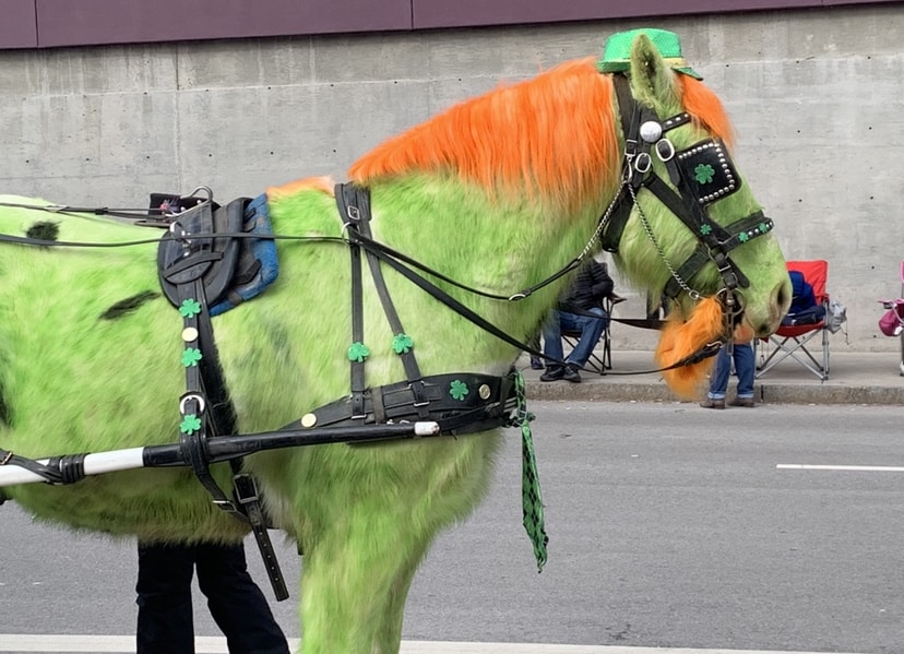 A green and orange colored horse for the St. Patrick's Day Parade in Omaha