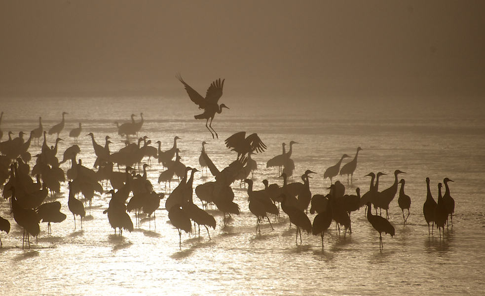 Flock of Sandhill cranes in the morning sun