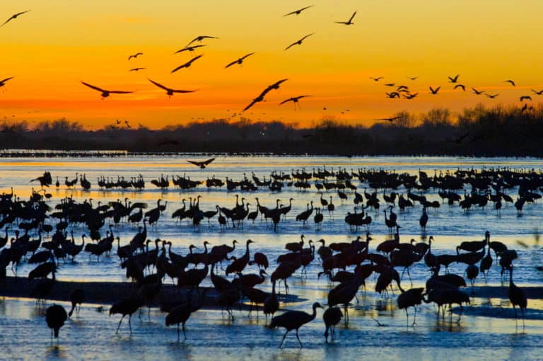 Planning To See The Sandhill Cranes? Here’s Where To Stay
