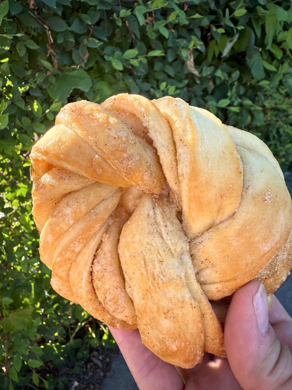 A cardamom knot in front of some bushes