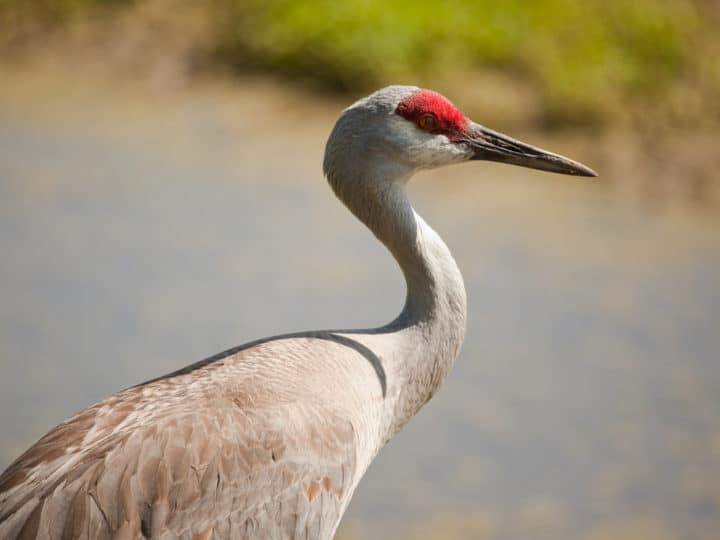 Image for Beginner's Guide To Sandhill Cranes In Nebraska (2023)