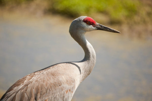A close-up shot of a single Sandhill crane