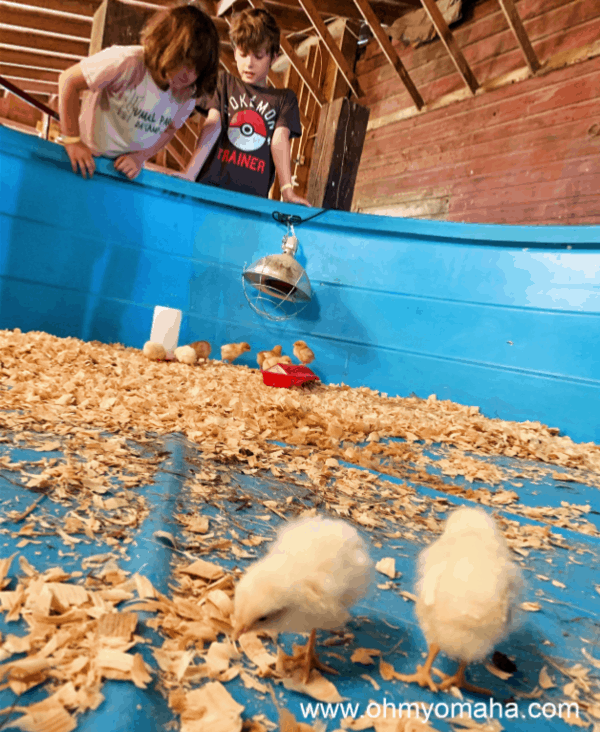 Looking at the chicks at Nelson Produce Farm