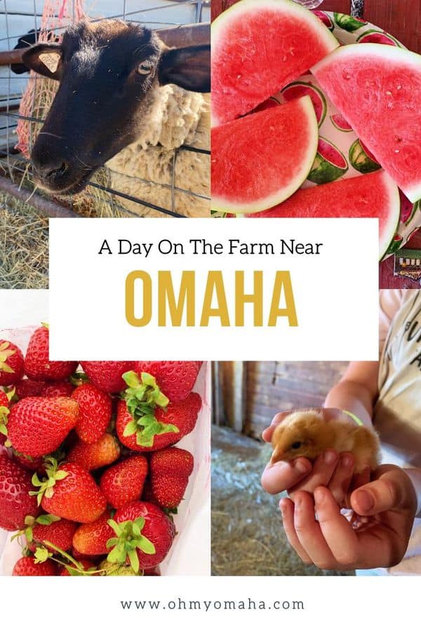 Have a fun day on a farm at Nelson Produce Farm near Omaha, Nebraska. Get the details on things to do with kids, what's included and what costs extra, and what animals you'll find on the farm.
