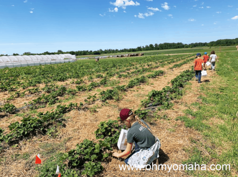 Picking strawberries at Nelson Produce Farm