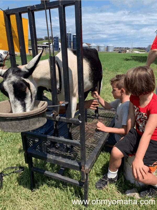 Milking a goat near Honey Creek Creamery in Iowa (now closed)