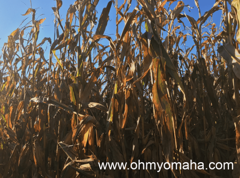 In the middle of a corn maze in Nebraska