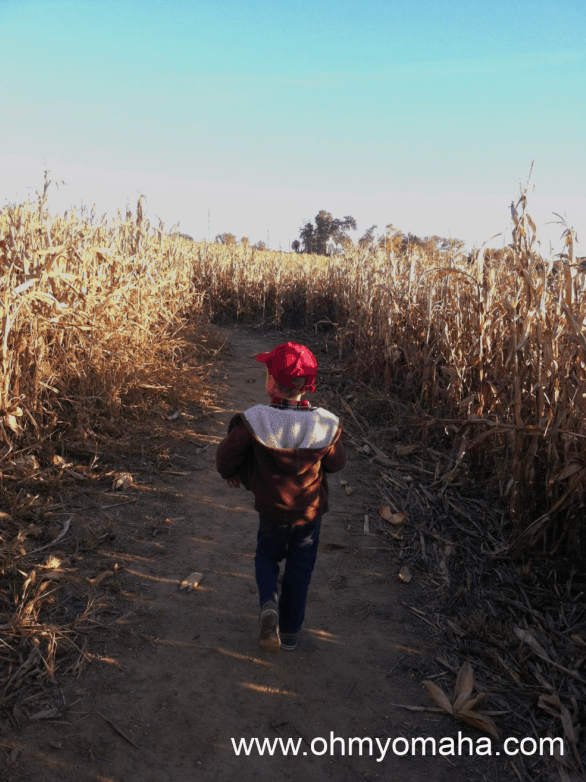 Boy walking through corn maze at Ditmars Orchard in Council Bluffs, Iowa