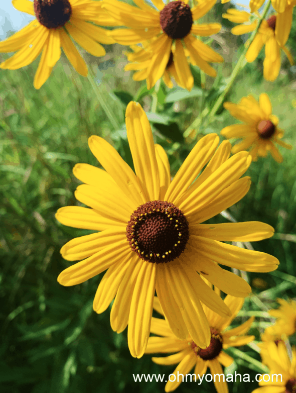 Visiting Neale Woods in the summer grantees seeing wildflowers. 