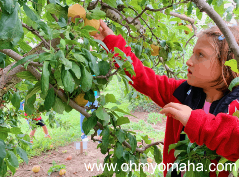 12 Sweet Apple Orchards To Visit Near Omaha