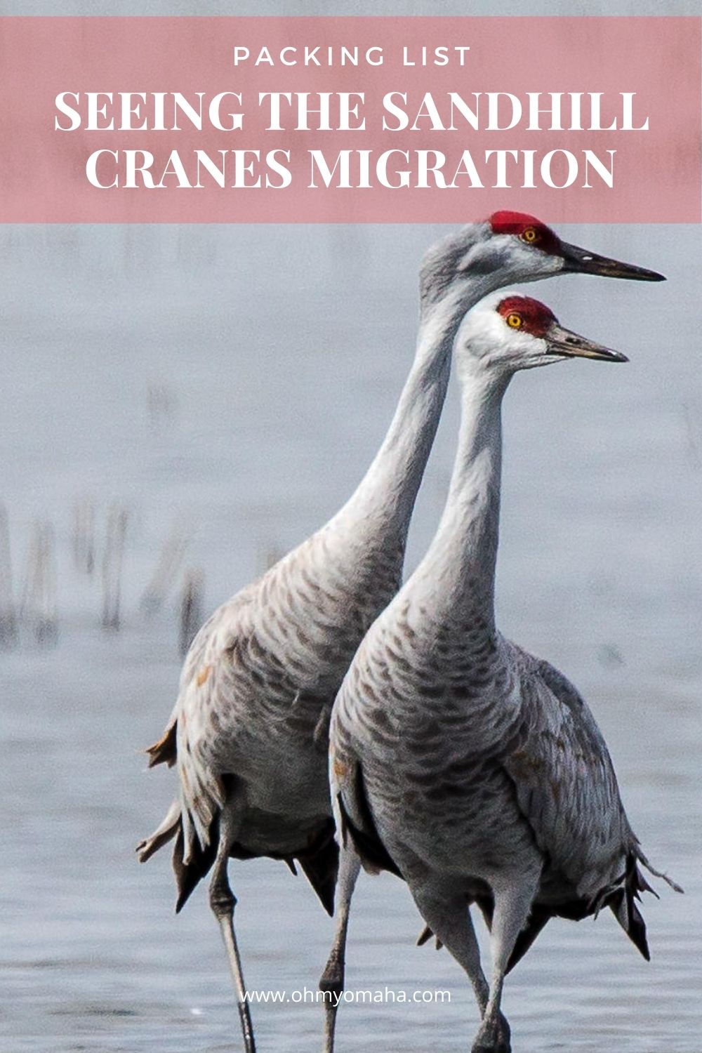 Planning your first trip to see the Sandhill Crane Migration? Here's a packing list of what to bring: How to stay warm and how to take great pictures!