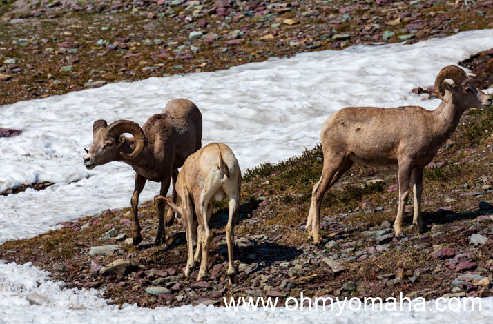 Three bighorn sheep near the Hidden Lake Trail