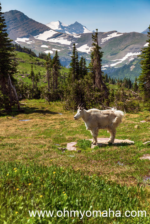 A mountain goat seen near the Hidden Lake Trail at Glacier National park