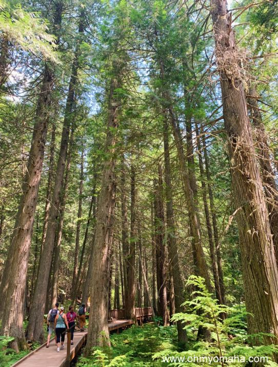 Boardwalk path at Trail of Cedars in Glacier National Park