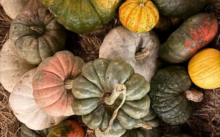 20 Fun Nebraska Pumpkin Patches To Explore This Fall (UPDATED!)
