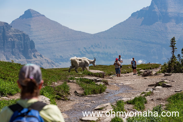 A mountain goat approaches hikers along the trail to Hidden Lake Overlook.