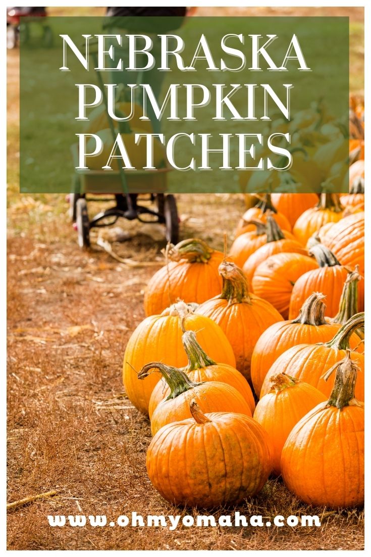 A big list of Nebraska pumpkin patches including large farms near Omaha and Lincoln, and family-friendly farms throughout the entire state. List includes opening dates for 2021, hours, admission cost, and tips on fun things to see and do.
