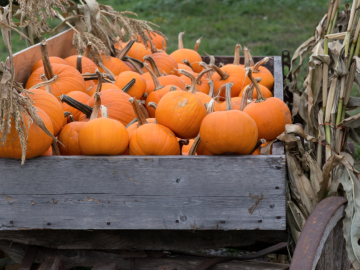 Pumpkins in wagon