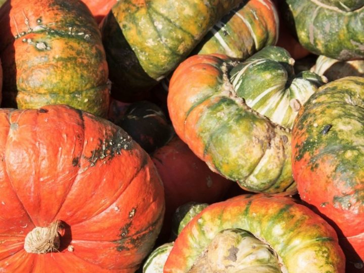 Image for Dylan & Ashton Lurz Pumpkin Patch