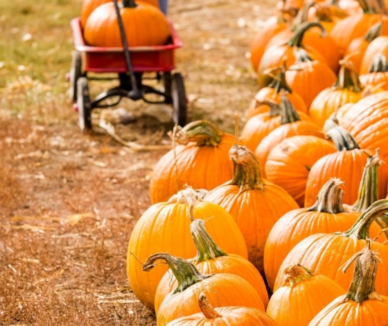 20 Nebraska Pumpkin Patches For Fall Outings