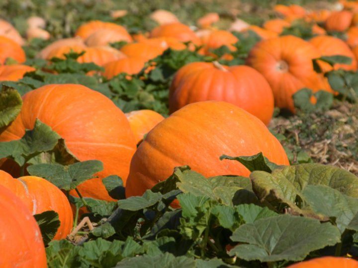 Field of pumpkins