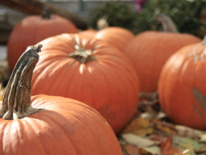 Image for Skinny Bones Pumpkin Patch