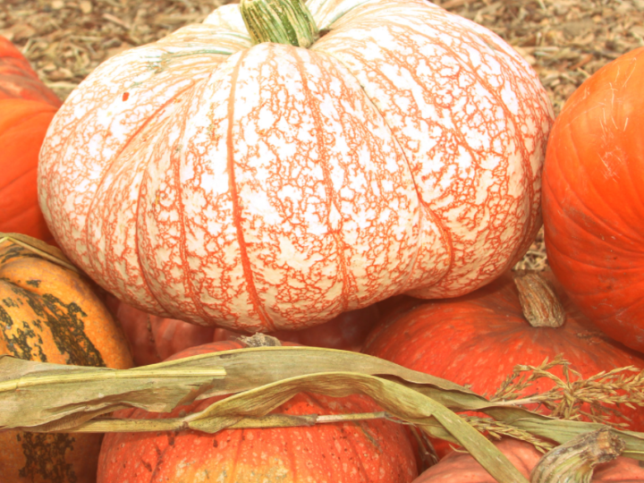 Variety of pumpkins