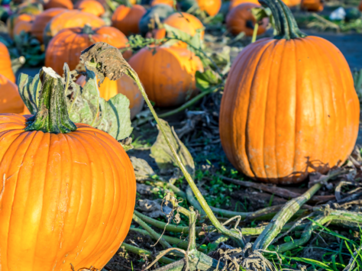 Image for Pumpkin Ridge