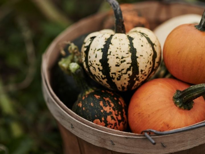 Image for Markman Pumpkin Patch
